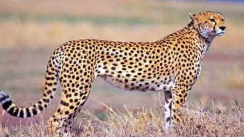 101821 cheetah