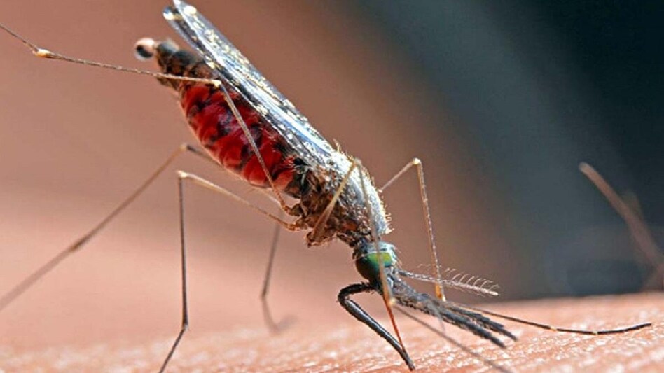 dengue78878787878