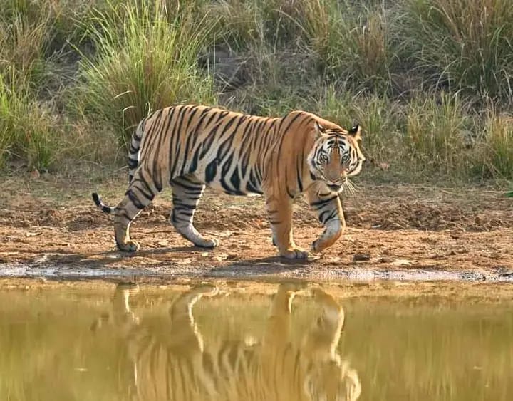 बिहार के कैमूर में जल्द ही दहाड़ेंगे बाघ,बिहार सरकार ने शुरू की तैयारी 1 IMG 20230928 WA0008