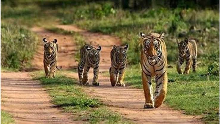 अब भारत में भी बाघों की संख्या में होगी वृद्धि,मध्य प्रदेश में बन रहा देश का सबसे बड़ा टाइगर रिजर्व