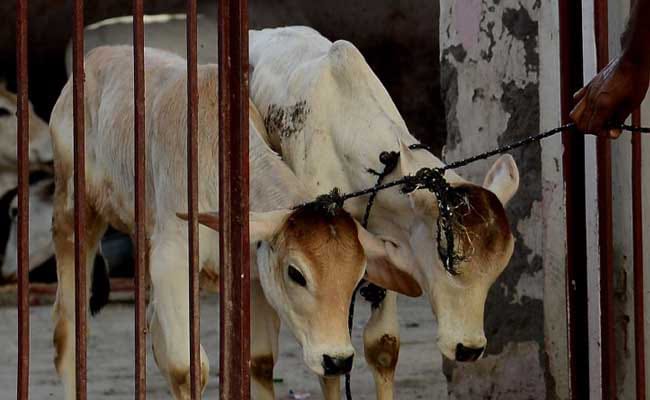 RSS प्रमुख मोहन भागवत का एक कार्यक्रम के दौरान छलका दर्द,बोले-गाय को कटने के लिए हिंदू ही भेजते हैं 1 IMG 20231129 WA0002