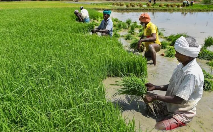 पिछले 10 साल में इस साल सबसे कम हुई बारिश,बिहार में किसानों को इस साल नाराज करके जा रही है मानसून