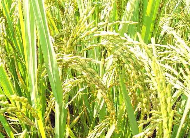 धान पर MSP के अलावा 100 रुपये प्रति क्विंटल का बोनस देगी सरकार,किसानों के लिए इस राज्य ने की बड़ी ऐलान