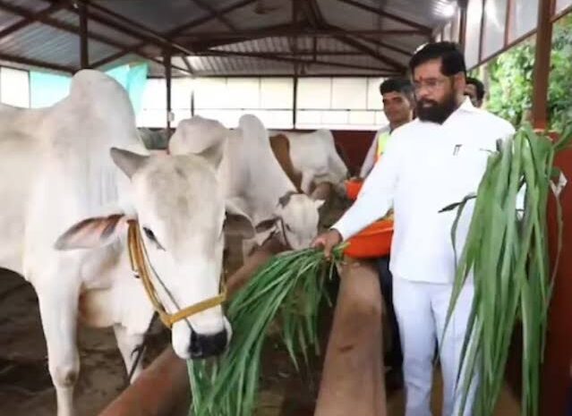 गाय को राज्य माता घोषित करने से क्या बदलेगा राजनीतिक तस्वीर?बीजेपी को होगा फायदा या उठाना होगा नुकसान!