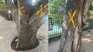  हिमंत बिस्व सरमा पर भड़के लोग,पेड़ों की कटाई को लेकर छिड़ा विवाद
