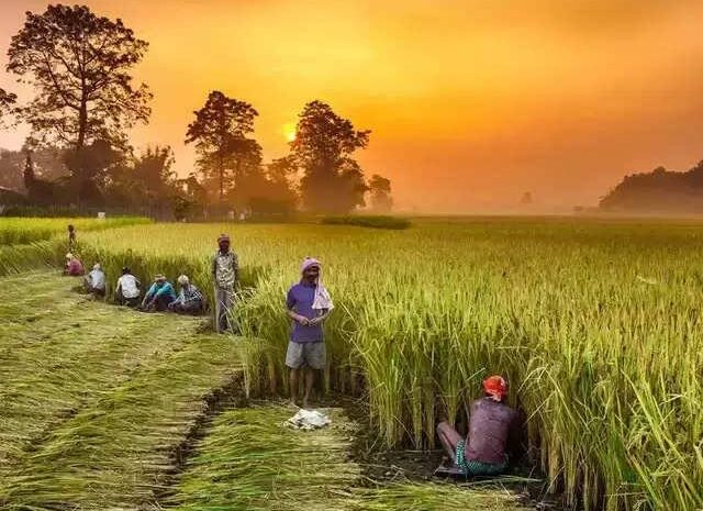  कृषि क्षेत्र के प्रदर्शन से सुधरेगी अर्थव्यवस्था,आर्थिक वृद्धि दर में होगी बढ़ोतरी