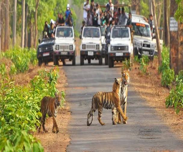 गुजरात का आज दौरा करेंगे पीएम मोदी,विश्व वन्यजीव दिवस को लेकर तैयारी की गई पूरी 1 1000485734