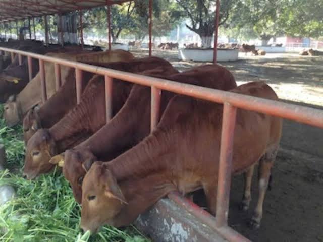 गाय पालन करने पर 40 प्रतिशत मिलेगा अनुदान,नीतीश सरकार का बड़ा तोहफा 1 1000544338